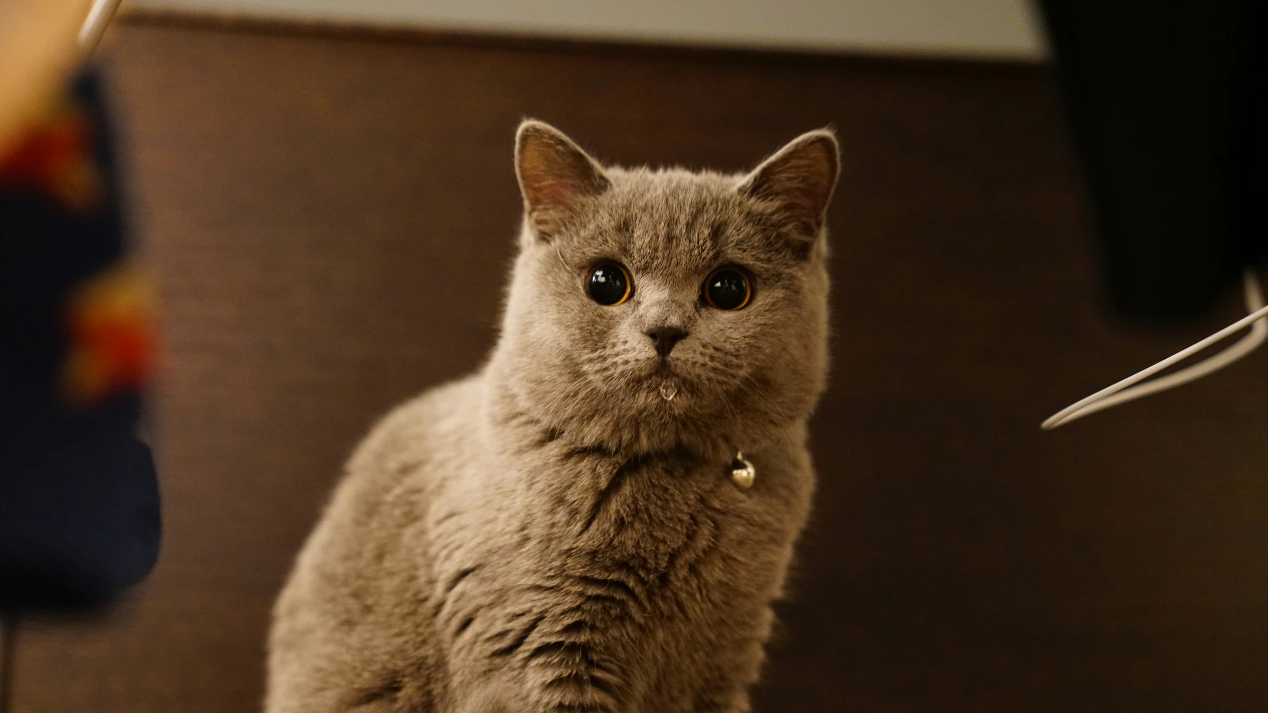 a grey cat with yellow eyes sitting on a counter