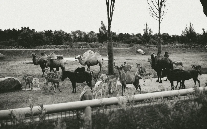 animals and people standing around in an enclosure