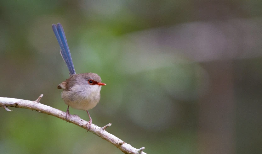 a small bird sitting on top of a tree nch