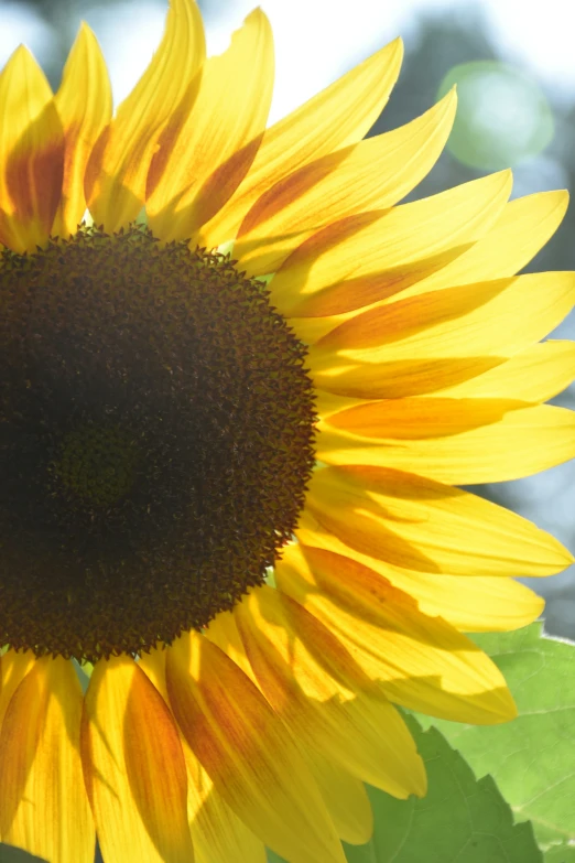 a sunflower stands in a sunlit forest