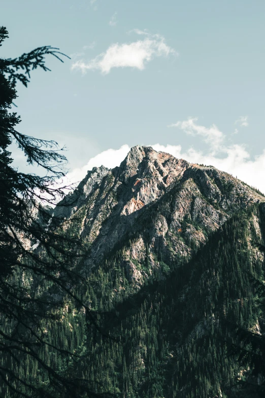 a tall mountain covered in lots of trees