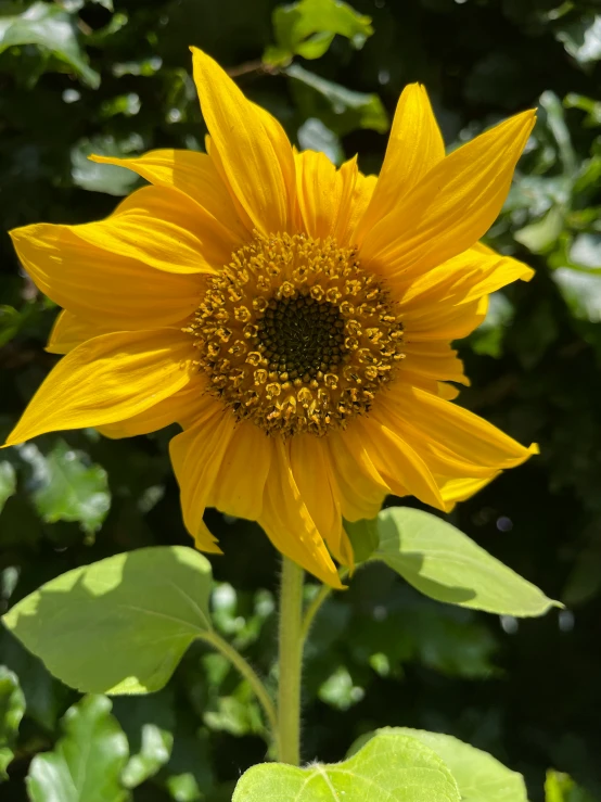 a large sunflower with green leaves on a sunny day