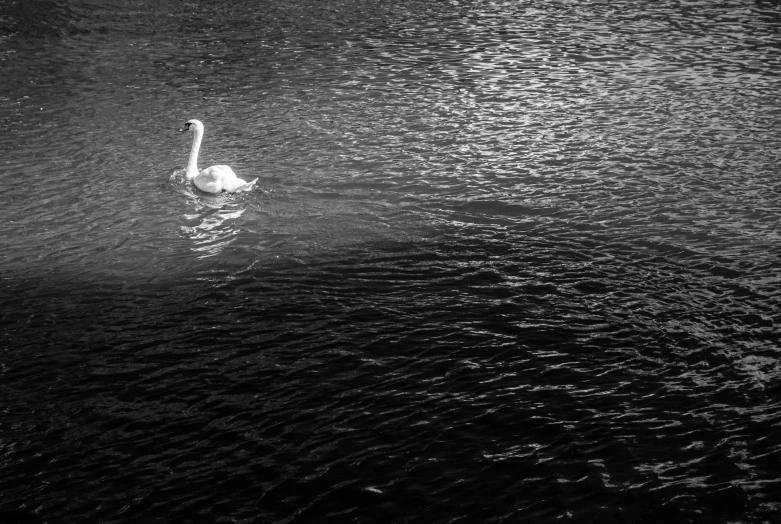 black and white po of a duck on a lake