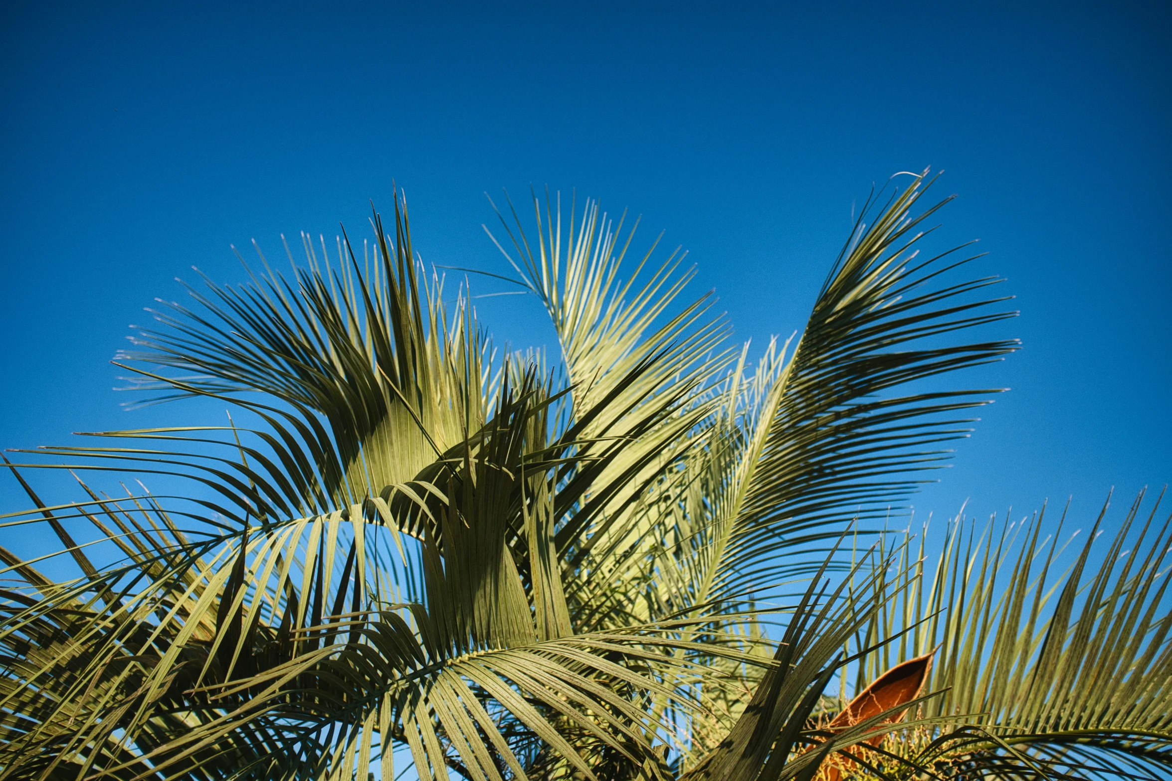 a bird that is sitting in the top of a palm tree