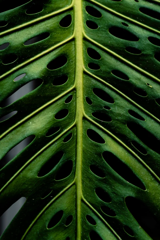 a close up of a green leaf