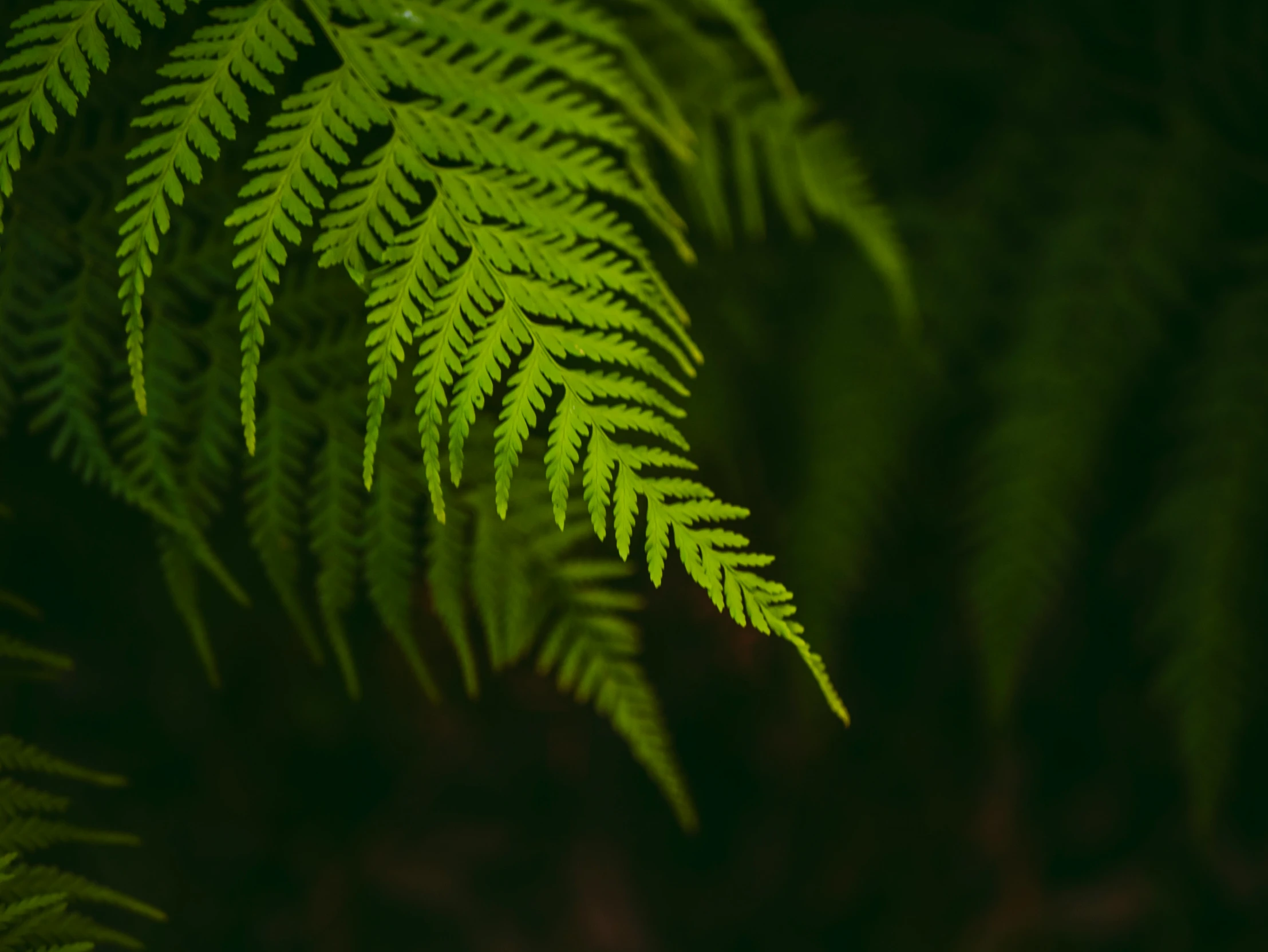 a fern is in the middle of the image