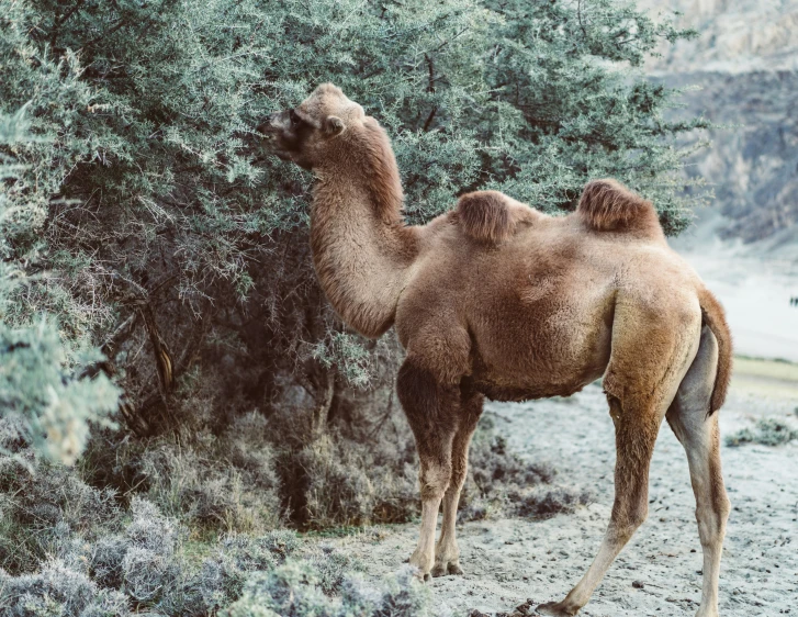 a camel with its front legs up to the tree