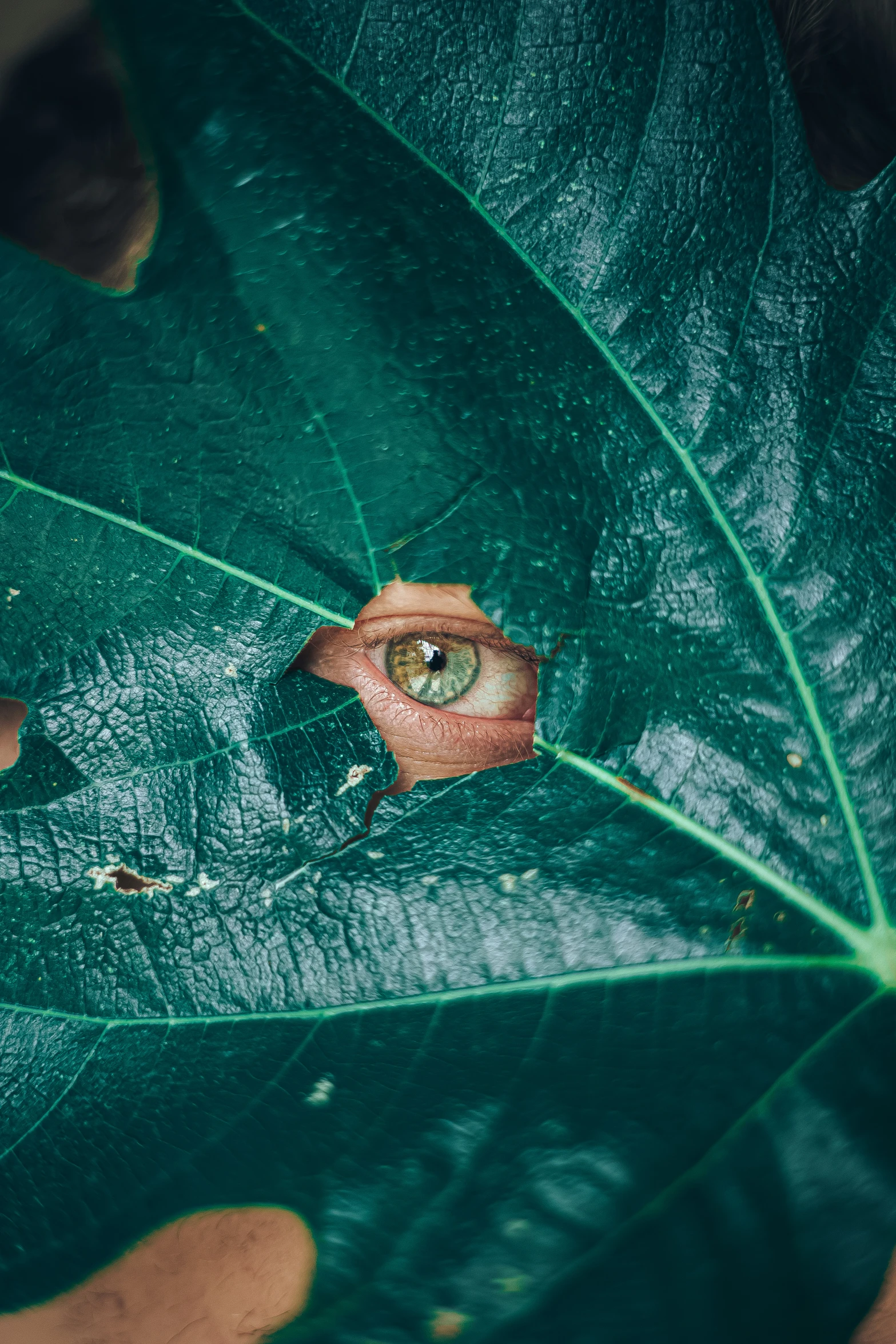 a close up s of an eye through a leaf