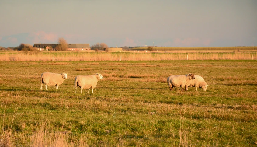 some sheep are standing around in a field