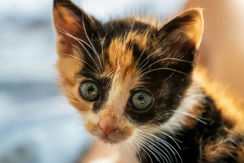 a kitten looks directly into the camera with its head slightly tilted