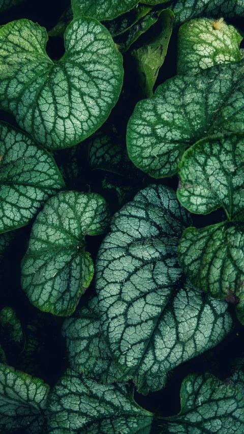 some green leaves on top of a plant