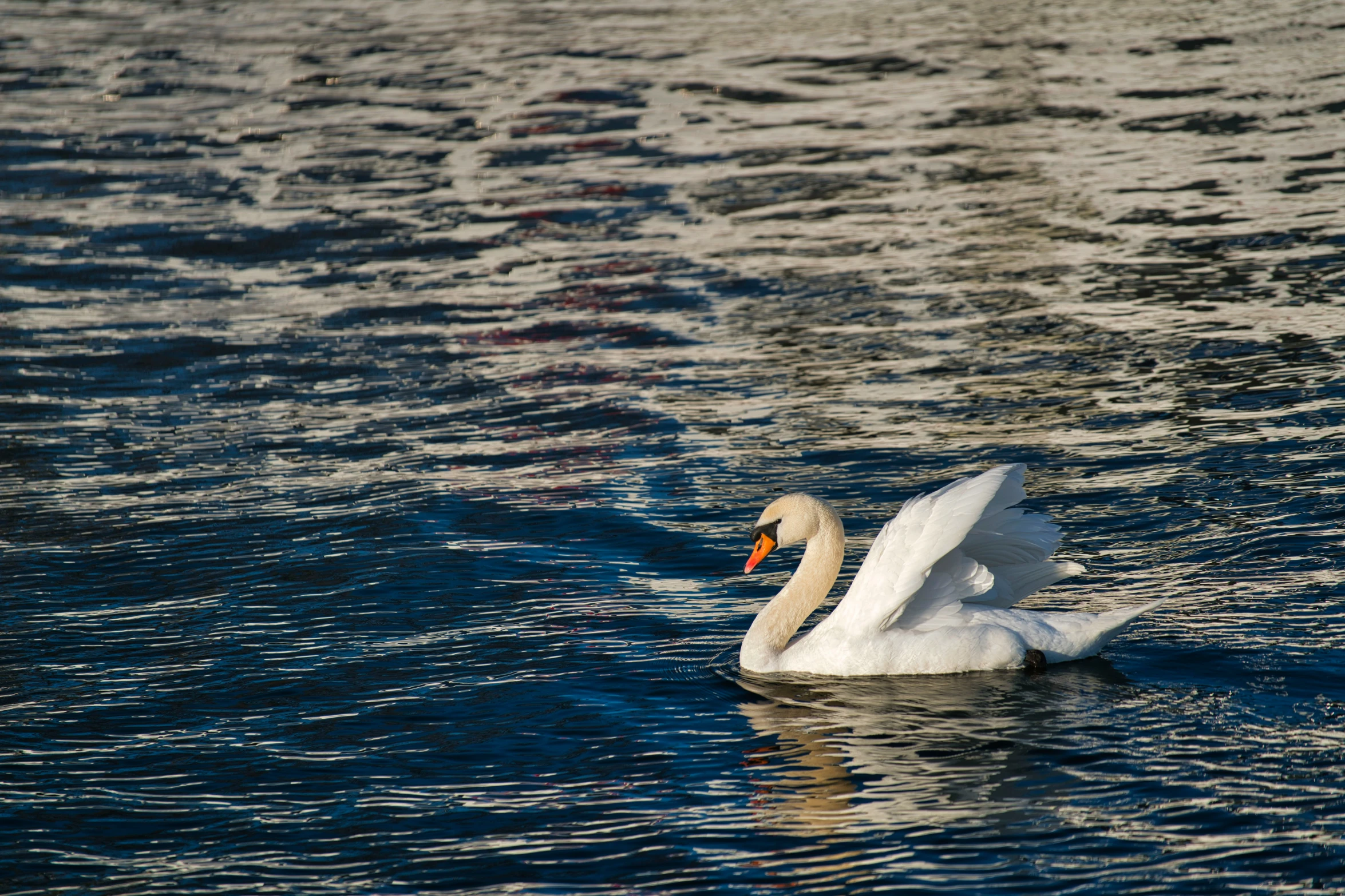 a bird that is floating in the water