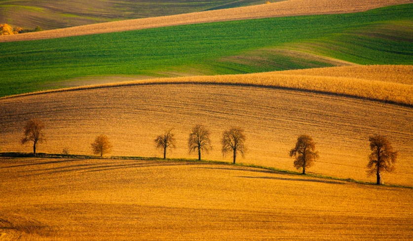 a line of trees on a hilly, tree - lined farm field