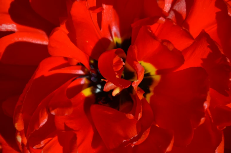 a close up picture of a very bright red flower