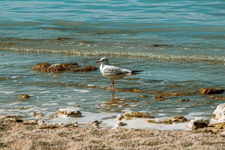 a bird standing in the shallow water of a body of water