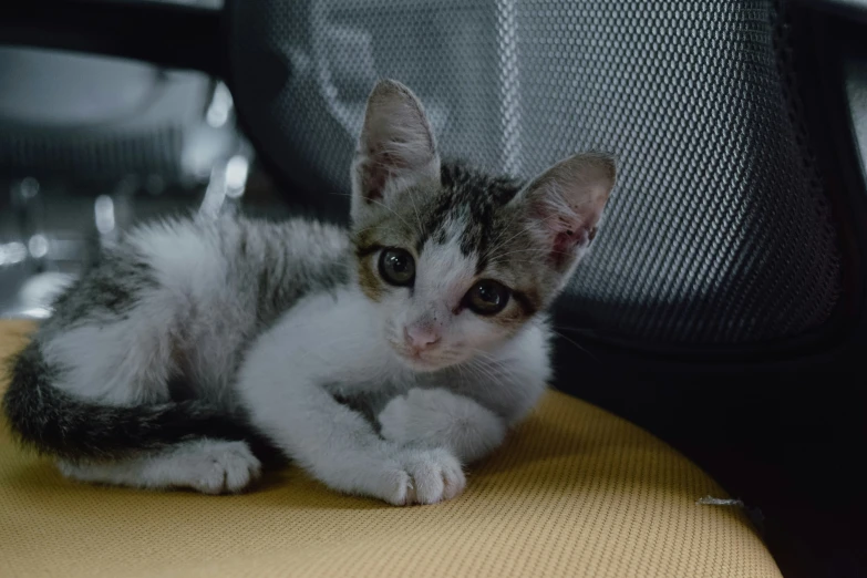 the kitten is sitting on the pillow on the chair