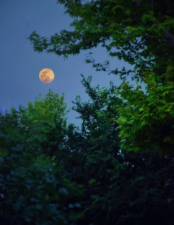 an image of a full moon seen through the trees