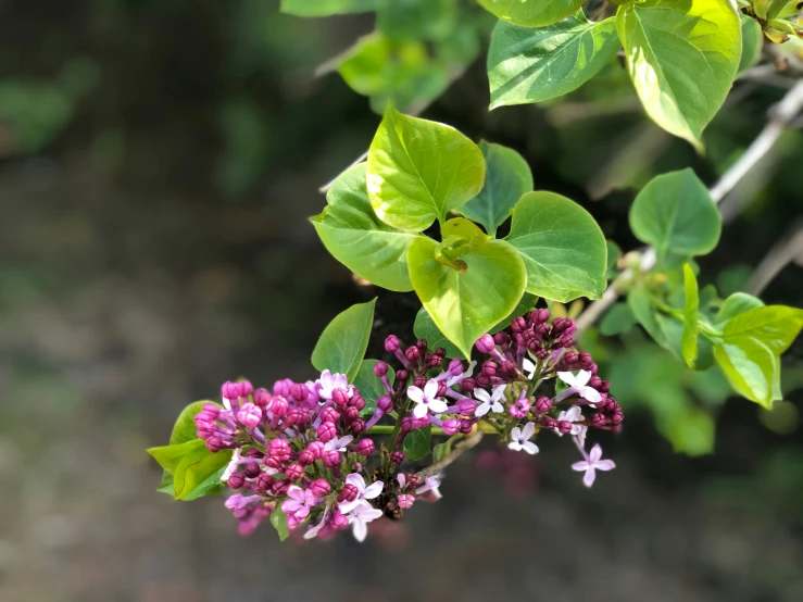 some small flowers on a nch in a tree