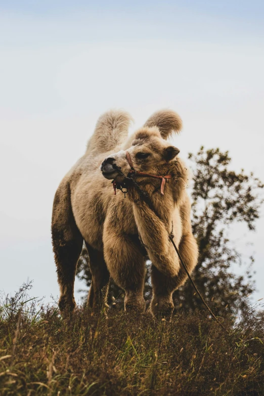 a large camel standing in a field with trees behind it