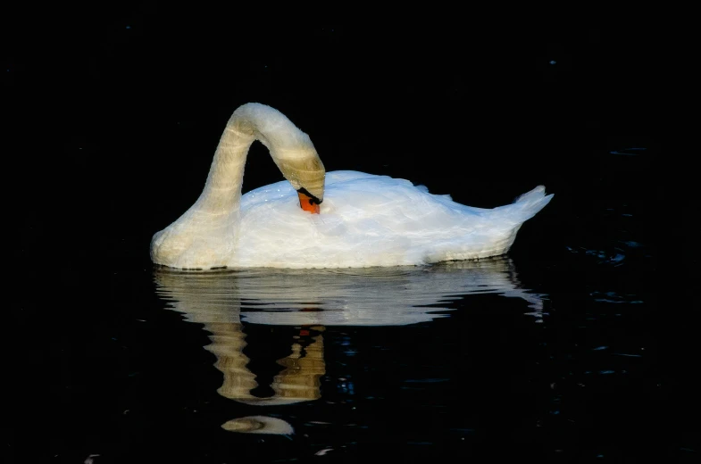 a swan swims through the water while looking for food