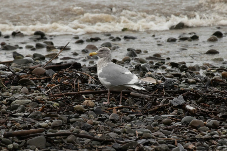 there is a bird standing in some rocks