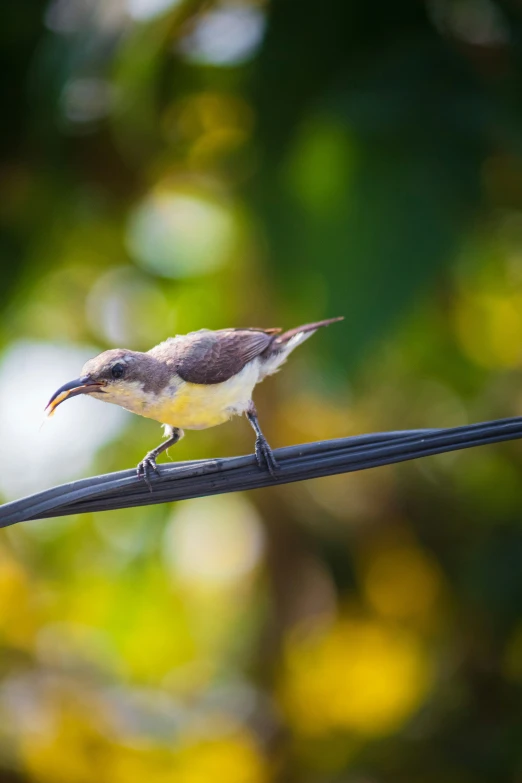 a small brown and white bird sits on a black wire