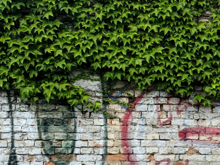 the green plant is growing over the brick wall