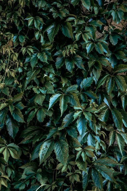 plants on the wall and leaves in the background