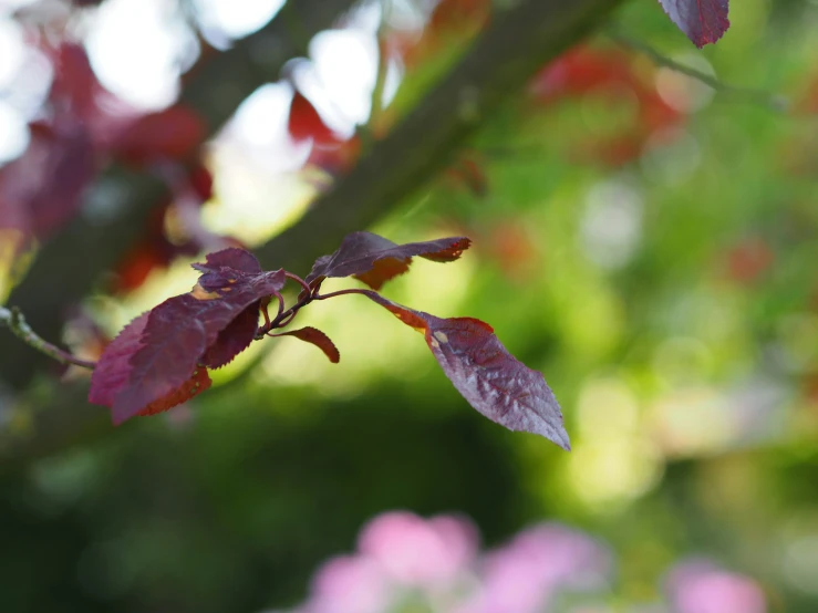 a small tree nch is shown with red leaves