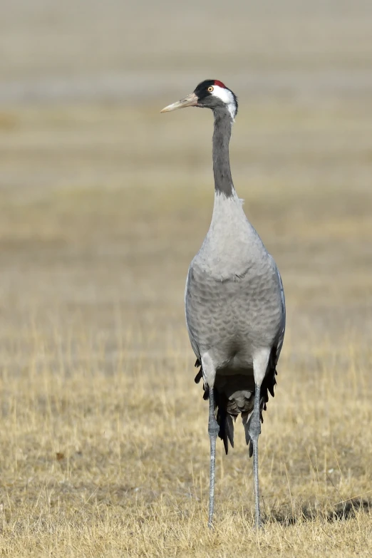 a big bird in the grass with its legs crossed