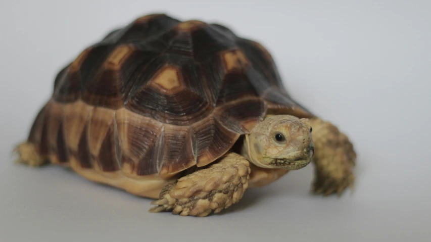 a turtle is sitting down in the studio