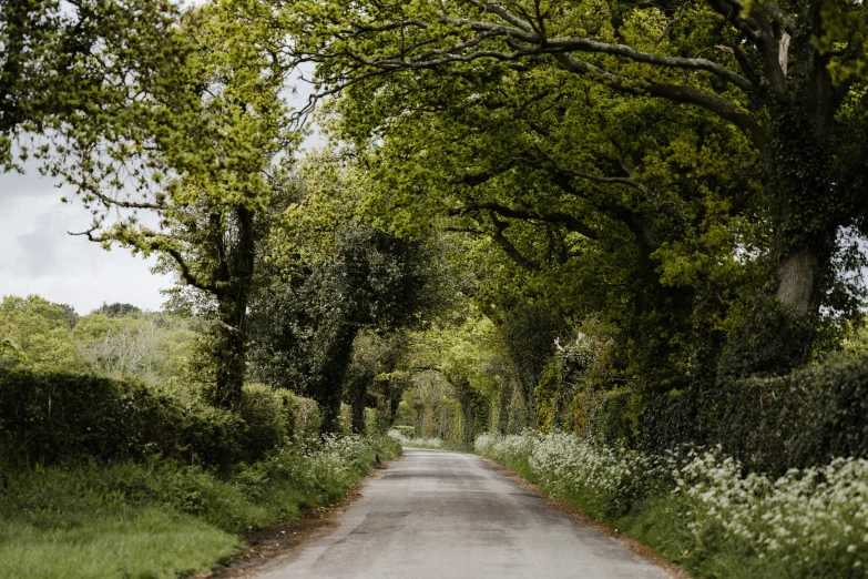 a road in the middle of some grass and trees