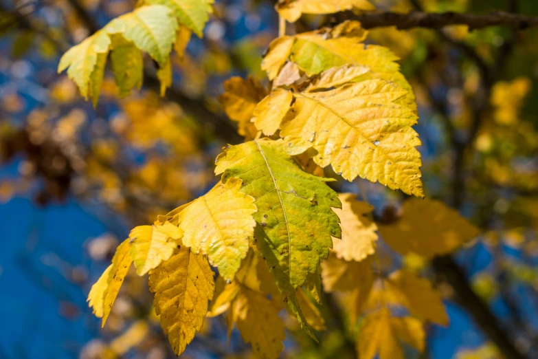 the leaves of a tree with yellow and green