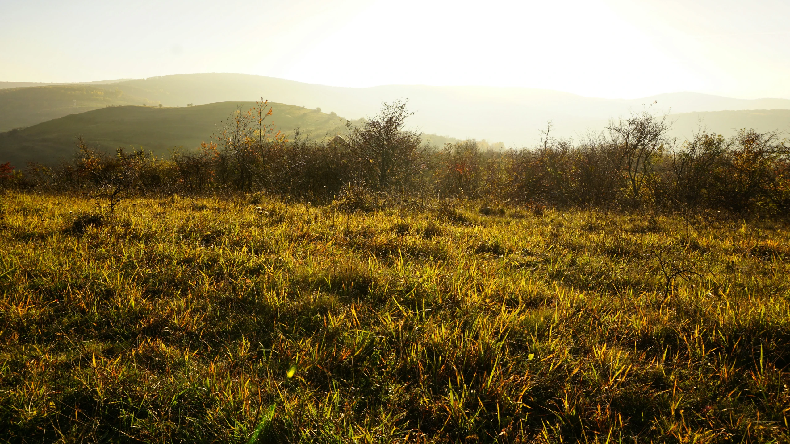 a horse standing in the sun on top of a mountain