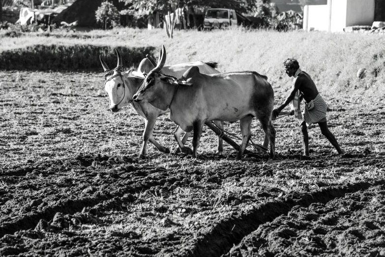 black and white image of a man plowing his farm field