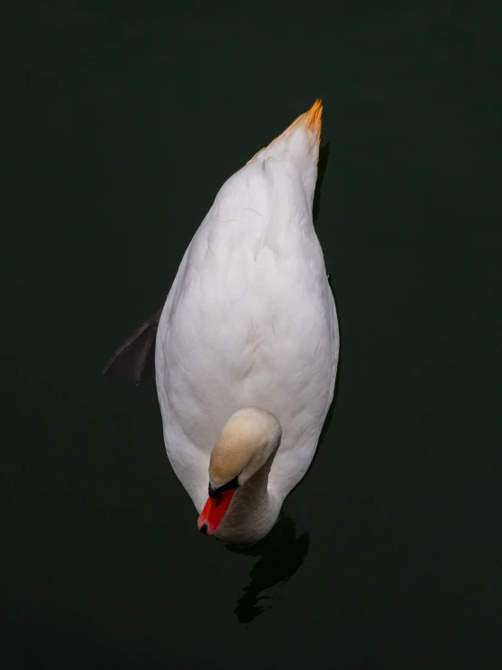 a duck floating in the water, looking down