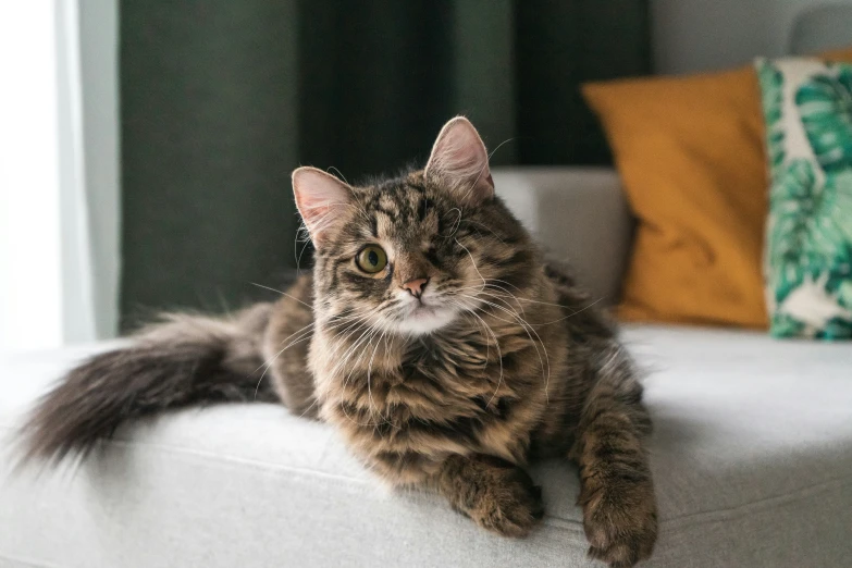 cat is laying on top of white couch