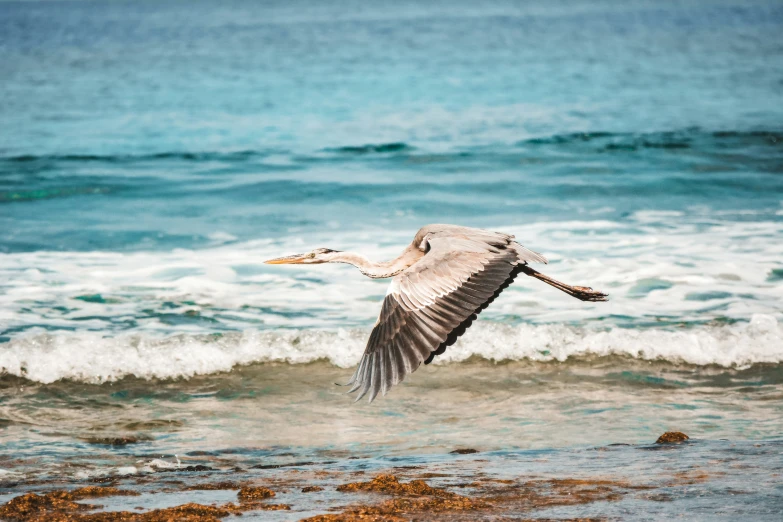 a bird flying over the waves of a ocean