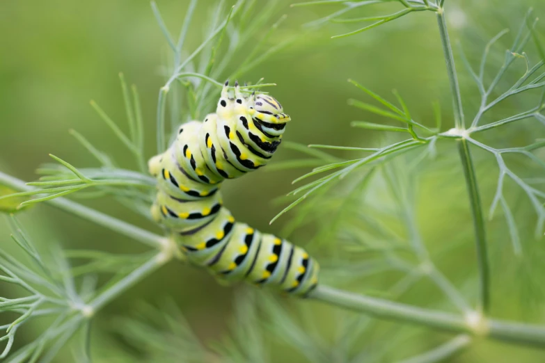 a caterpillar sitting on top of a leafy plant