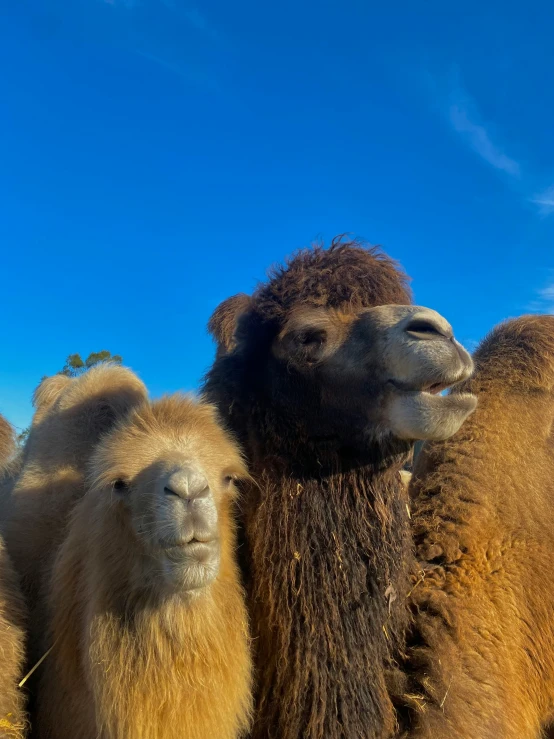 three camels standing together in an arid field