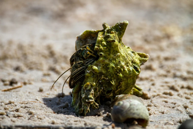 some kind of animal on the ground covered in algae