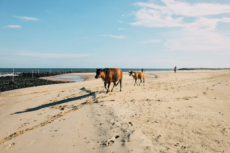 two cows stand on a sandy beach by the ocean