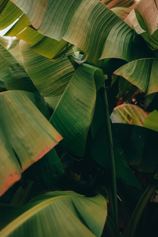 a large tropical plant with a lot of green leaves