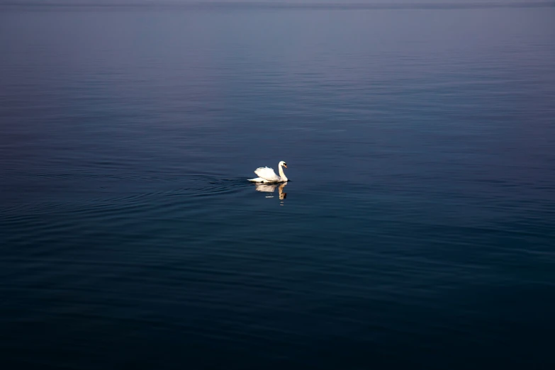 white swan with long wings floating on a body of water