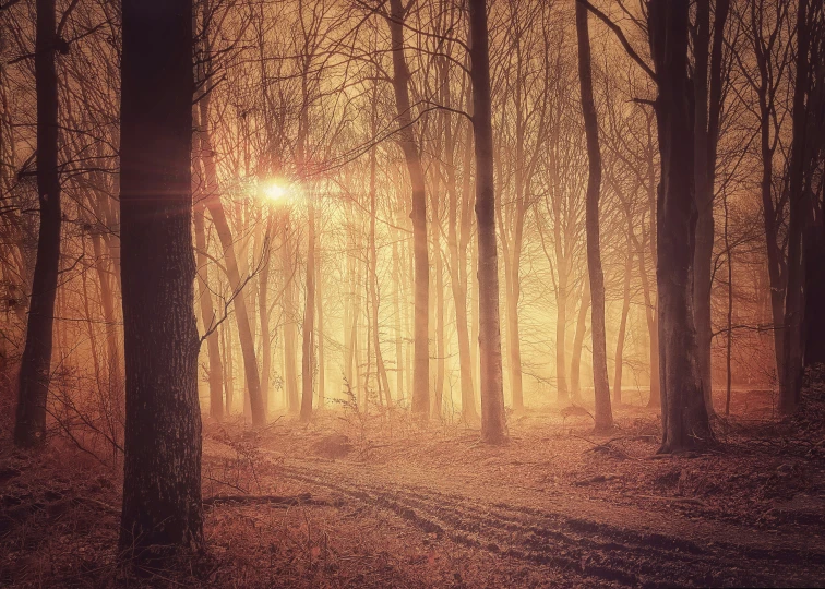 a foggy forest filled with lots of trees