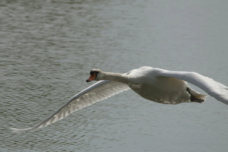 a white swan flaps his wings while flying over the water