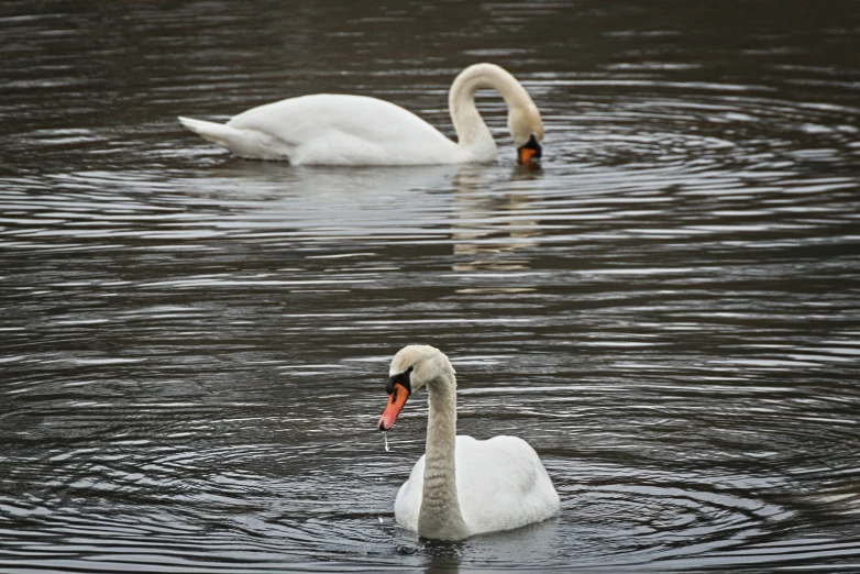 two swan are swimming in the water with one another