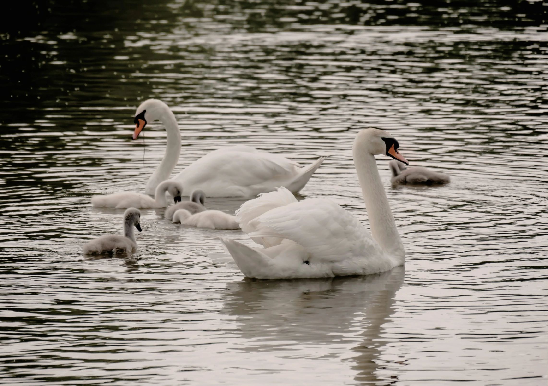 a group of swans swimming next to each other on top of water