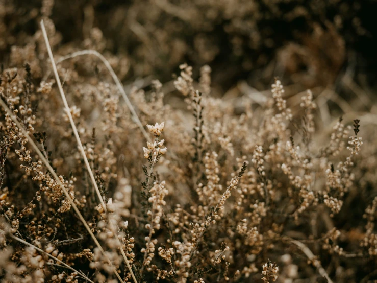 some tall plants with little flowers growing on them