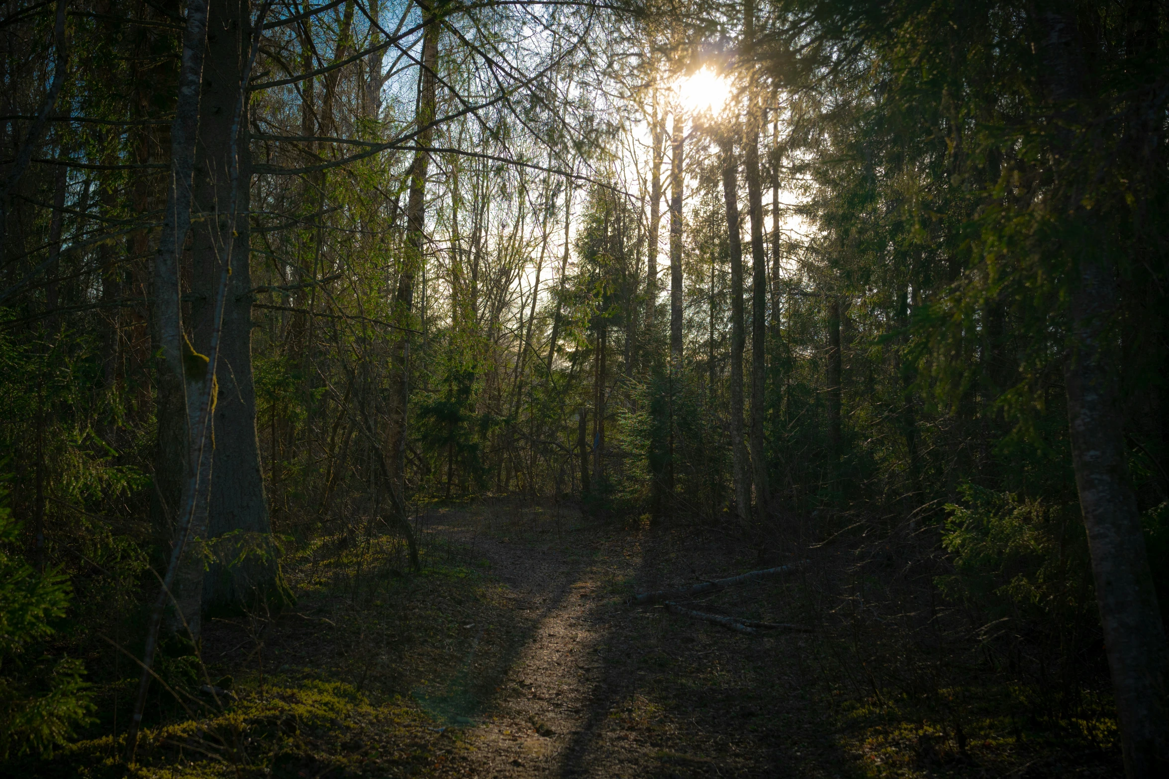 sun peeks from the trees on a road with some grass and dirt